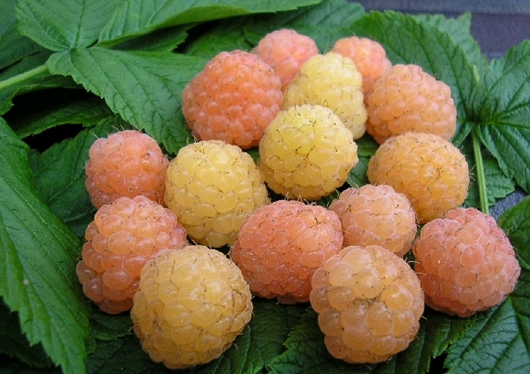 Maliník ZLATÁ KRÁLOVNA