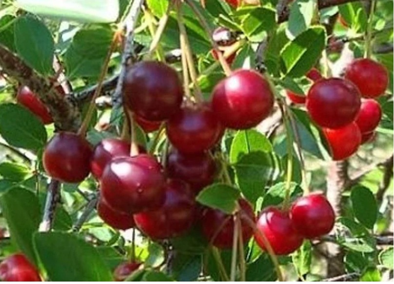 Prunus CARMINE JEWEL'S