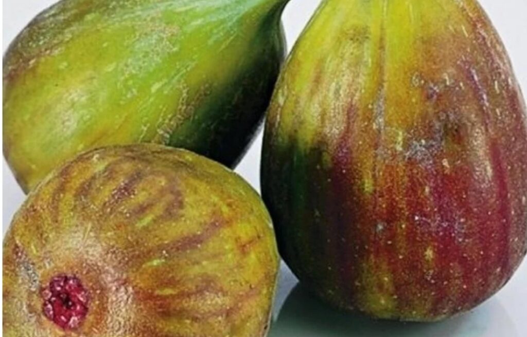 Ficus FRANCUESCO