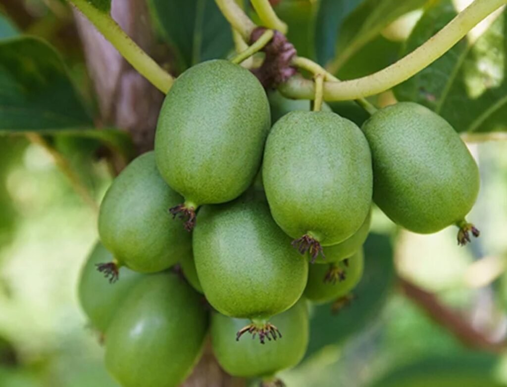 Actinidia arguta JAPSAI