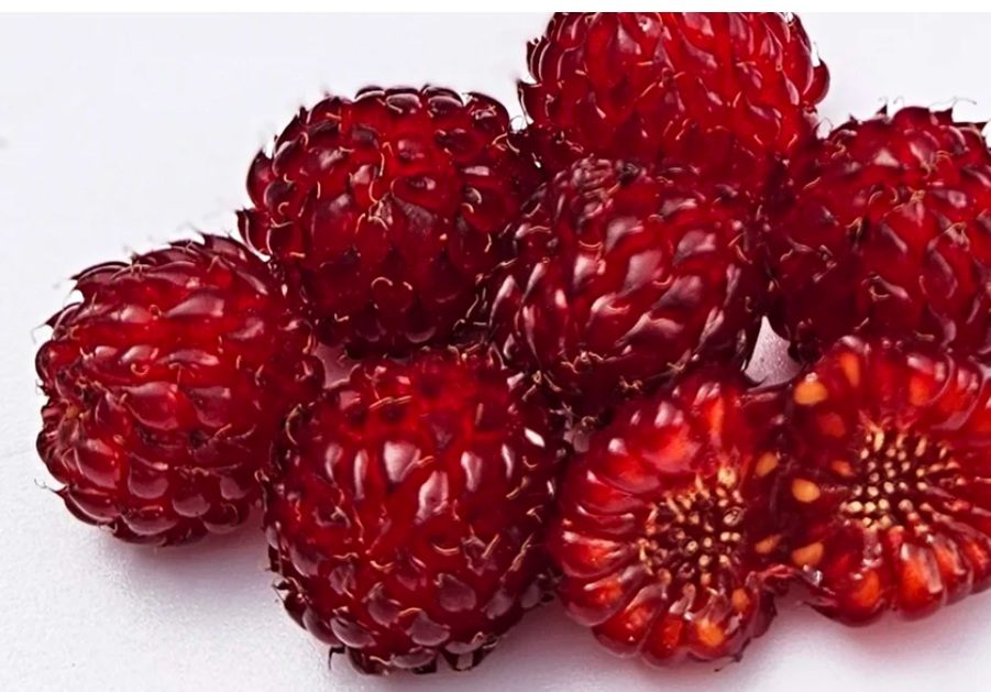 Rubus RASPBERRY TOWER-HARA
